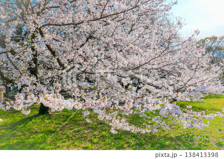春の青空に映える満開の桜 138413398