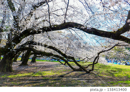 砧公園の桜 138413400