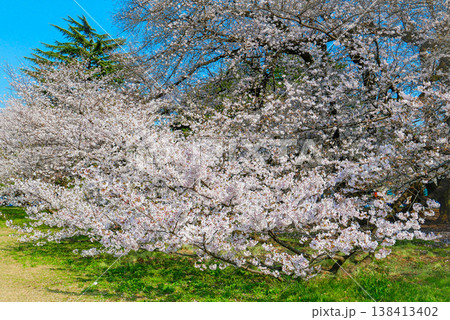 青空に映える満開の桜 青空に映える満開の桜 138413402