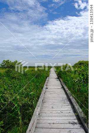釧路湿原の緑の中、温根内の木道が真っ直ぐに伸びていく 釧路湿原の緑の中、温根内の木道が真っ直ぐに伸びていく 138413544