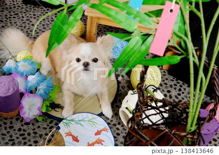 七夕の笹越しに見るチワワの夏イメージ 138413646