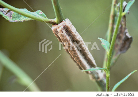 チョウセンカマキリの卵（卵鞘） 138413652