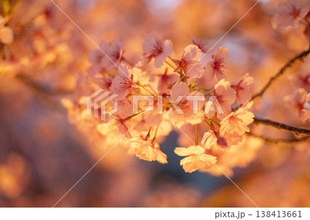 夜桜を見上げて 夜桜を見上げて 138413661