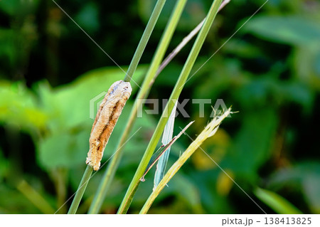 チョウセンカマキリの卵（卵鞘） 138413825
