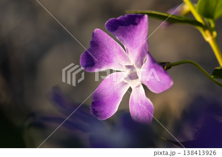 やわらかな光に包まれたツルニチニチソウの花のクローズアップ やわらかな光に包まれたツルニチニチソウの花のクローズアップ 138413926