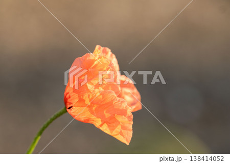やわらかな光に包まれたひなげしの花 やわらかな光に包まれたひなげしの花 138414052