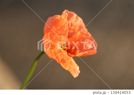 やわらかな光に包まれたひなげしの花 やわらかな光に包まれたひなげしの花 138414053