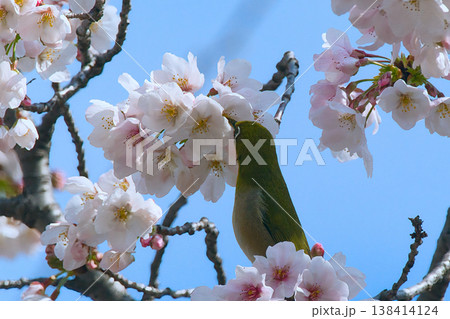 桜の蜜を吸うメジロ 桜の蜜を吸うメジロ 138414124