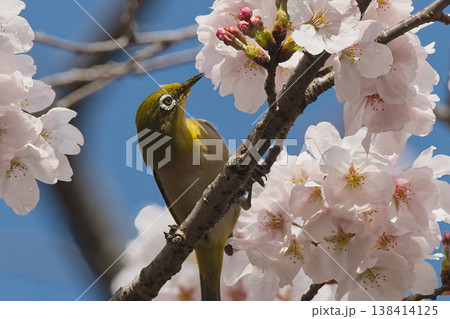 桜の蜜を吸うメジロ 138414125