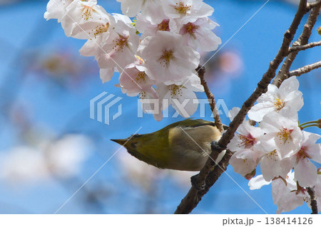 桜の花の蜜を吸うメジロ 138414126