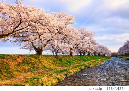 富山県のあさひ舟川べりの桜並木 富山県のあさひ舟川べりの桜並木 138414254