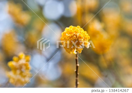 黄色いミツマタの花 138414267