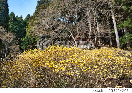 びっしり咲くミツマタの花 138414268