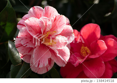 斑入りの花びらが美しいツバキ 斑入りの花びらが美しいツバキ 138414518