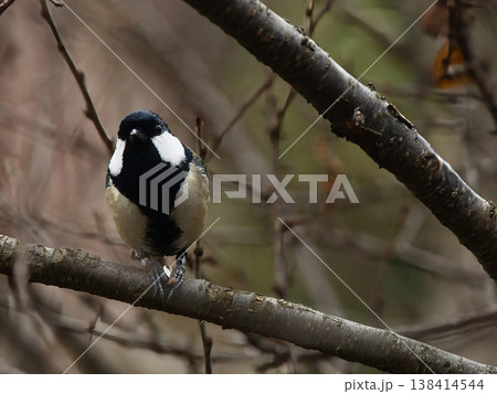 森のシジュウカラ 138414544