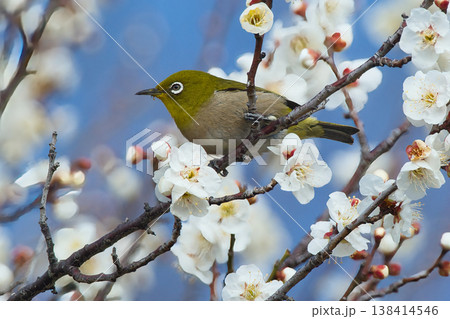 梅の花の蜜を吸うメジロ 138414546