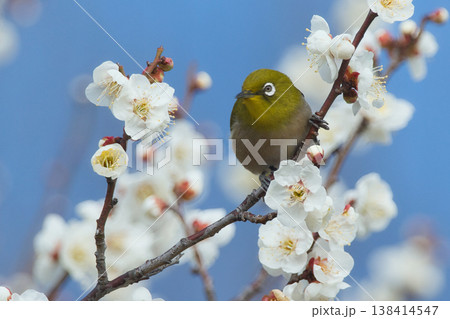 梅の蜜を吸うメジロ 梅の蜜を吸うメジロ 138414547