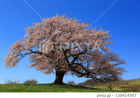 草原に咲く一本桜 草原に咲く一本桜 138414567