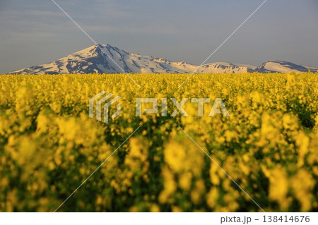菜の花畑から望む鳥海山 138414676