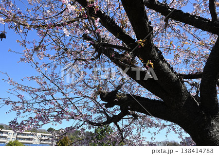 平瀬川に咲く熱海桜 138414788