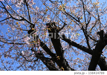 平瀬川に咲く熱海桜 平瀬川に咲く熱海桜 138414789