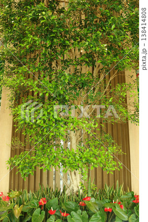 green potted plants on a wall green potted plants on a wall 138414808