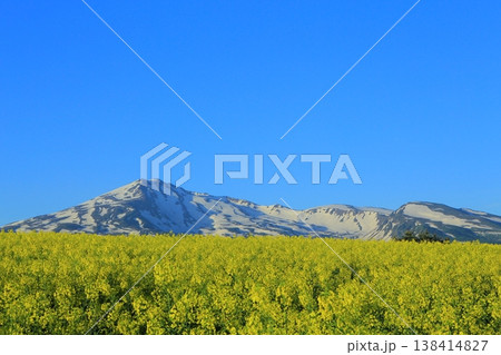 菜の花畑から望む鳥海山 菜の花畑から望む鳥海山 138414827