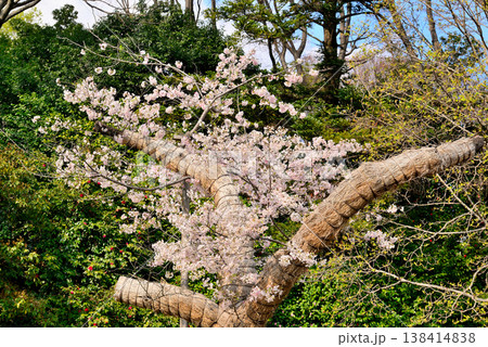 青空に映える 神代植物公園のさくら 神代曙原木 青空に映える 神代植物公園のさくら 神代曙原木 138414838
