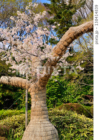 青空に映える 神代植物公園のさくら 神代曙原木 青空に映える 神代植物公園のさくら 神代曙原木 138414839