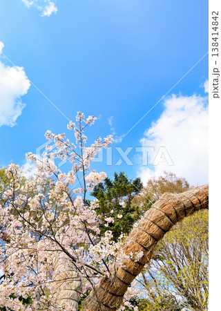 青空に映える 神代植物公園のさくら 神代曙原木 青空に映える 神代植物公園のさくら 神代曙原木 138414842