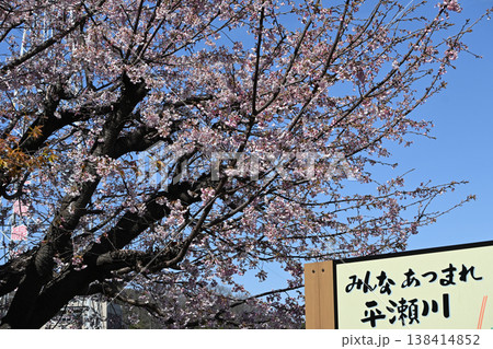 平瀬川に咲く熱海桜 平瀬川に咲く熱海桜 138414852