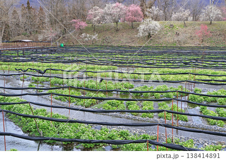 梅の花咲く 春の大王わさび農場 梅の花咲く 春の大王わさび農場 138414891