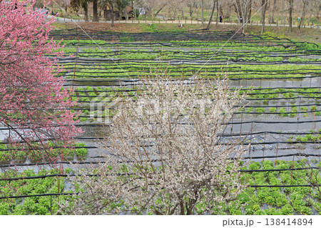 梅の花咲く　春の大王わさび農場 138414894