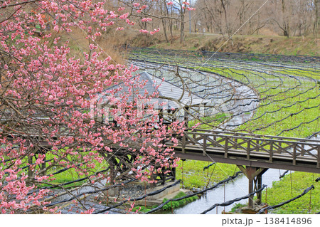 梅の花咲く 春の大王わさび農場 梅の花咲く 春の大王わさび農場 138414896