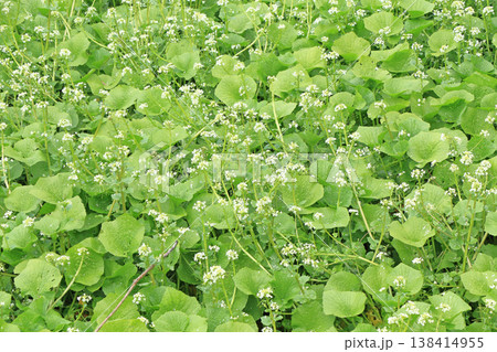 ワサビの花 138414955