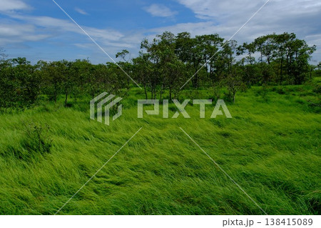 緑の草が風になびく木立の見える風景 緑の草が風になびく木立の見える風景 138415089