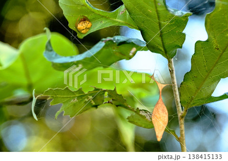 オオトリノフンダマシ（メス・左上）と卵のう（右下） 138415133