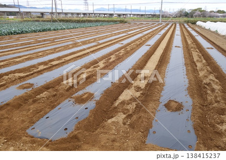 路地栽培　定植前のマルチ 138415237