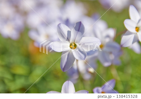 ハナニラのクローズアップ、淡いブルーの花と新緑の背景 138415328