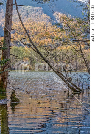 黄金色に染まる秋の山林、水面の反射、静寂、自然風景、縦位置 黄金色に染まる秋の山林、水面の反射、静寂、自然風景、縦位置 138415333
