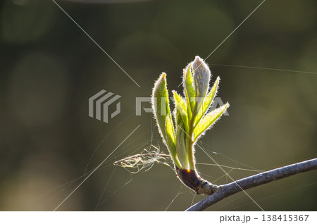 Delicate new spring growth emerges from a branch with fine spiderwebs catching the light 138415367