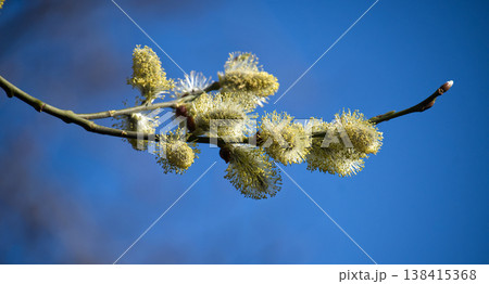 Delicate willow catkins bloom against a vibrant blue sky in early spring Delicate willow catkins bloom against a vibrant blue sky in early spring 138415368
