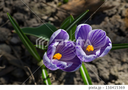 Delicate purple and white striped crocuses bloom in the spring garden soil Delicate purple and white striped crocuses bloom in the spring garden soil 138415369