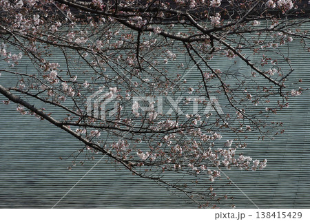 春が来た。桜の開花便りが届いてくる季節になった。気分も浮き浮きしてくる。 春が来た。桜の開花便りが届いてくる季節になった。気分も浮き浮きしてくる。 138415429