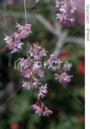 春が来た。桜の開花便りが届いてくる季節になった。気分も浮き浮きしてくる。 春が来た。桜の開花便りが届いてくる季節になった。気分も浮き浮きしてくる。 138415431
