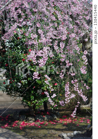 春が来た。桜の開花便りが届いてくる季節になった。気分も浮き浮きしてくる。 138415440