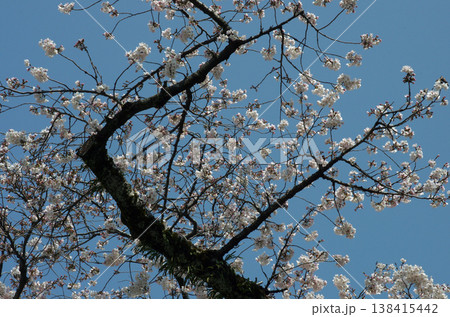 春が来た。桜の開花便りが届いてくる季節になった。気分も浮き浮きしてくる。 春が来た。桜の開花便りが届いてくる季節になった。気分も浮き浮きしてくる。 138415442