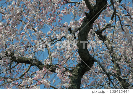 春が来た。桜の開花便りが届いてくる季節になった。気分も浮き浮きしてくる。 春が来た。桜の開花便りが届いてくる季節になった。気分も浮き浮きしてくる。 138415444