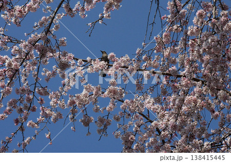 春が来た。桜の開花便りが届いてくる季節になった。気分も浮き浮きしてくる。 138415445