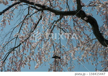 春が来た。桜の開花便りが届いてくる季節になった。気分も浮き浮きしてくる。 138415447